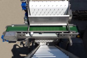 Green bean processing machines, Bean cluster removing belt, Selection, sorting of product