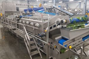 Spinach processing machines, Line for spinach, Spinach processing, Food processing equipment