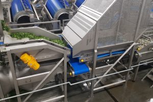 Spinach processing machines, Line for spinach, Spinach processing, Food processing equipment
